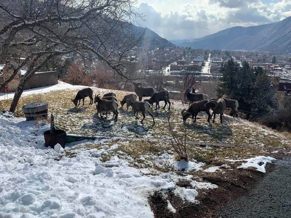 A herd of bighorn sheep, majestic animals, grazes on a grassy, snow-dotted hillside with a view of a town in the background, surrounded by mountains. The sky is partly cloudy, creating a serene, wintry atmosphere.