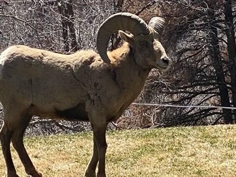 A majestic bighorn sheep, a captivating animal with large curved horns, stands proudly on grassy terrain. Leafless trees rise in the background against the clear sky.