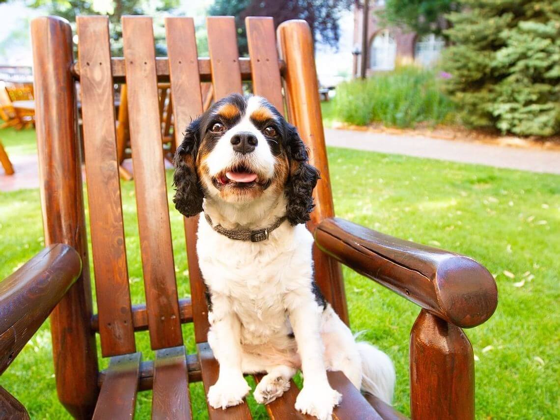 A Cavalier King Charles Spaniel, a charming dog with a black, white, and brown coat, sits smiling on a wooden chair in a sunny garden.