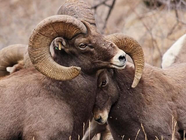 Two bighorn sheep, with large curved horns, create perfect photo opportunities as they stand in close contact. One gently rests its head on the other's back against a natural, rocky backdrop.