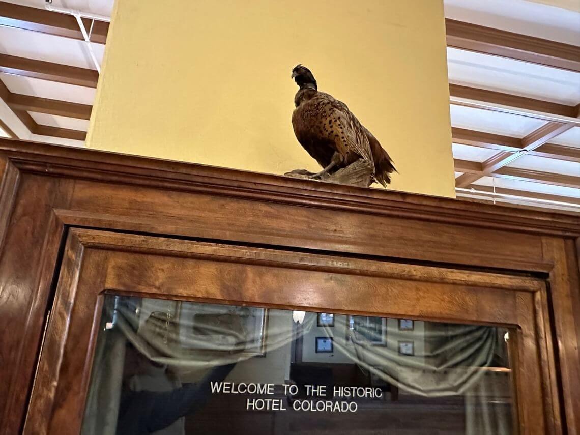 A taxidermy bird, an impressive example of animal craftsmanship, is perched on top of a wooden display case against a yellow wall. Below it, glass doors display the text Welcome to the Historic Hotel Colorado. The ceiling features rustic wooden beams.