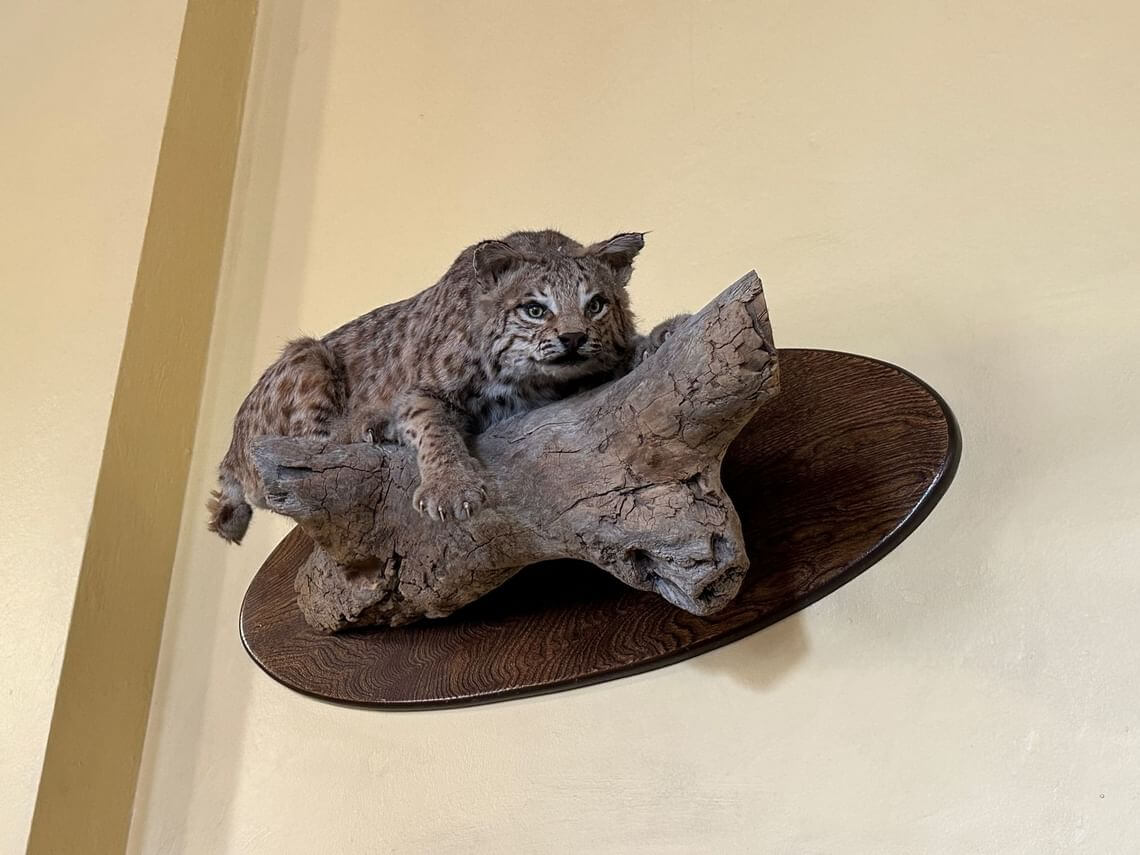 A meticulously crafted taxidermy wild cat is mounted on a wooden plaque, displayed gracefully on the wall. The animal is posed lying elegantly on a piece of tree bark against a light-colored background, inviting admiration for its lifelike presence.