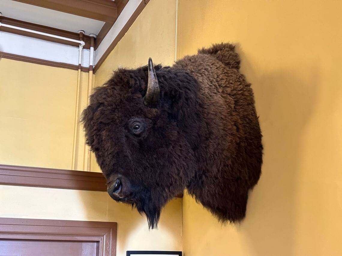 A mounted bison head is displayed on a yellow wall, showcasing its dark brown fur and curved horns. Positioned near the ceiling with brown molding, this striking animal presence is complemented by a small portion of a picture frame visible below.