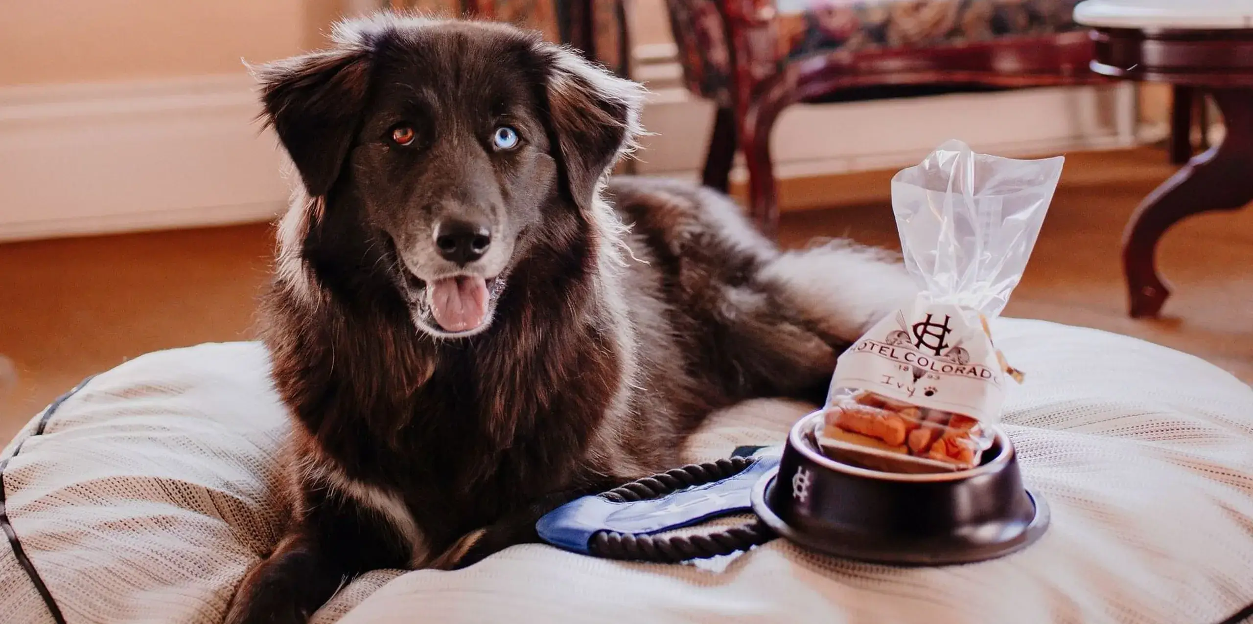 Brown dog with one blue and one brown eye sits happily on a cushioned bed at Hotel Colorado