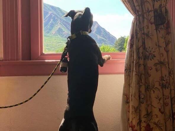 A furry friend on a leash stands on its hind legs, looking out a window with a view of mountains. The scene is beautifully framed by floral curtains.