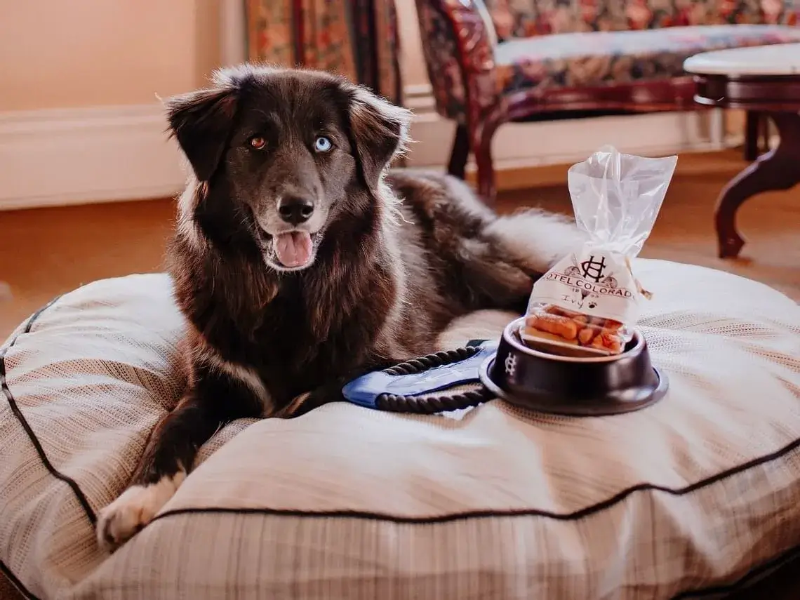 Brown dog with one blue and one brown eye sits happily on a cushioned bed at Hotel Colorado
