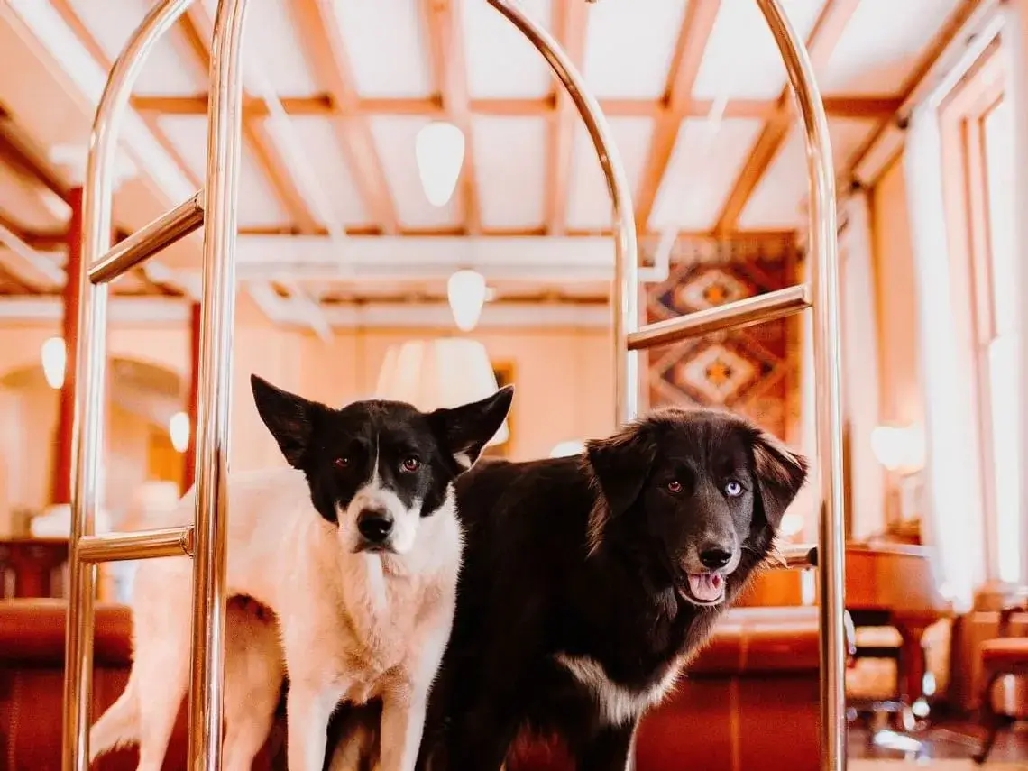 Two doggies stand side-by-side on a Hotel Colorado luggage cart