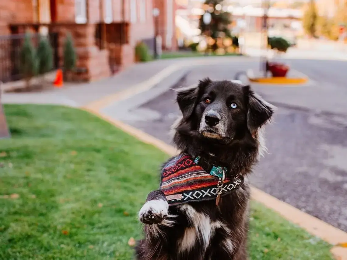 A black and white doggy with different colored eyes sits on grass at Hotel Colorado