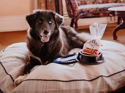 Brown dog with one blue and one brown eye sits happily on a cushioned bed at Hotel Colorado