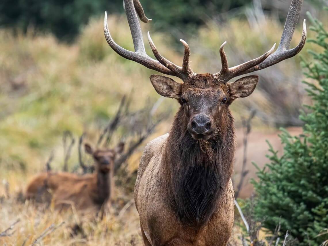 A large elk with impressive antlers stands majestically in a grassy area, embodying the beauty of wildlife. Another elk rests peacefully in the background, completing this serene, forested setting.