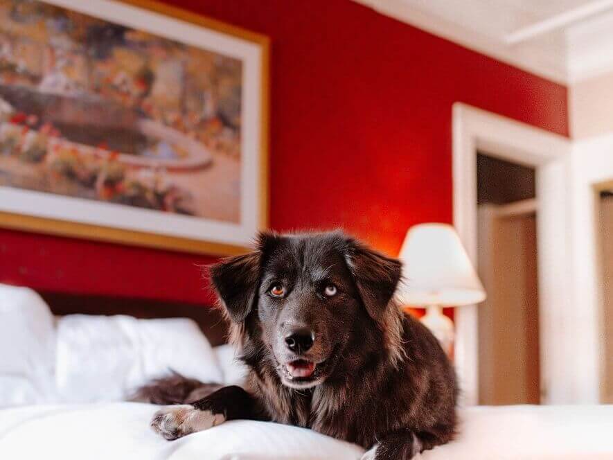 Brown dog with one blue and one brown eye sits happily on a cushioned bed at Hotel Colorado