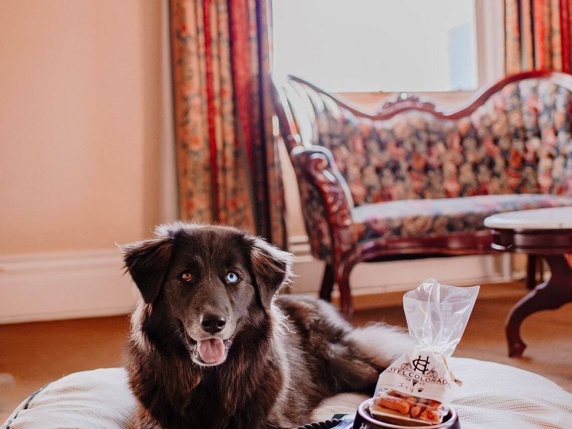 A fluffy black dog with one blue eye and one brown eye sits on a plush bed in a cozy room. The background features elegant floral curtains and an ornate sofa. A bag of dog treats is placed invitingly in front of this charming pup.