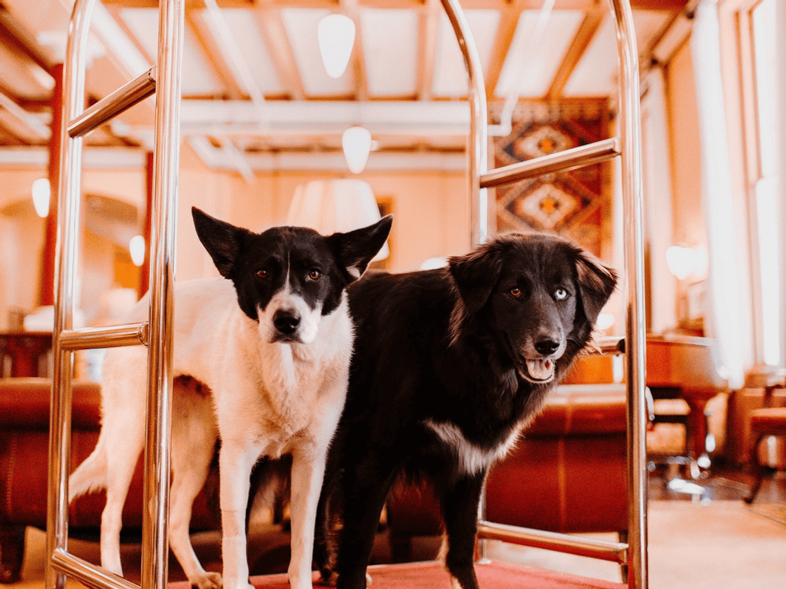 Two dogs are perched on a luggage cart in a warmly lit room. One is black and white, the other all black. Curiosity shines in their eyes as they survey the modern furniture and ceiling lights surrounding them.