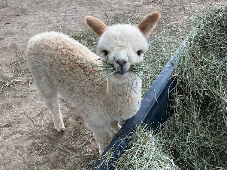 A fluffy alpaca stands on a dirt surface, off the beaten path, holding a mouthful of hay. Its ears are perked up, with a large pile of hay nestled in a container beside it.