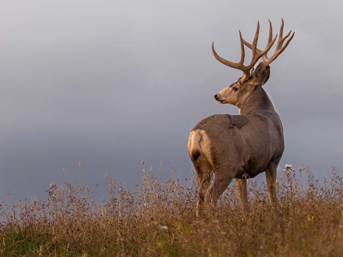 A majestic deer with large antlers stands atop a grassy hill, embodying the essence of wildlife as it gazes into the distance against a backdrop of a cloudy sky.