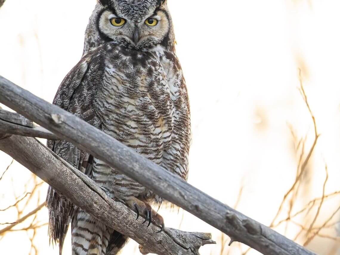 A great horned owl, a true marvel of wildlife, perched on a tree branch, staring intently with striking yellow eyes. Its brown and white feathers blend with the rustic branches, set against a soft, light-colored background.
