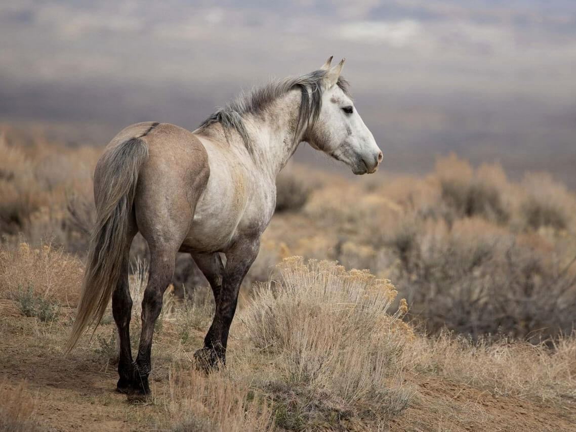 A wild horse stands on a grassy, dry hillside off the beaten path, looking into the distance. The landscape is barren with a muted color palette, suggesting a cool and overcast day. The background features rolling hills and a hazy sky.
