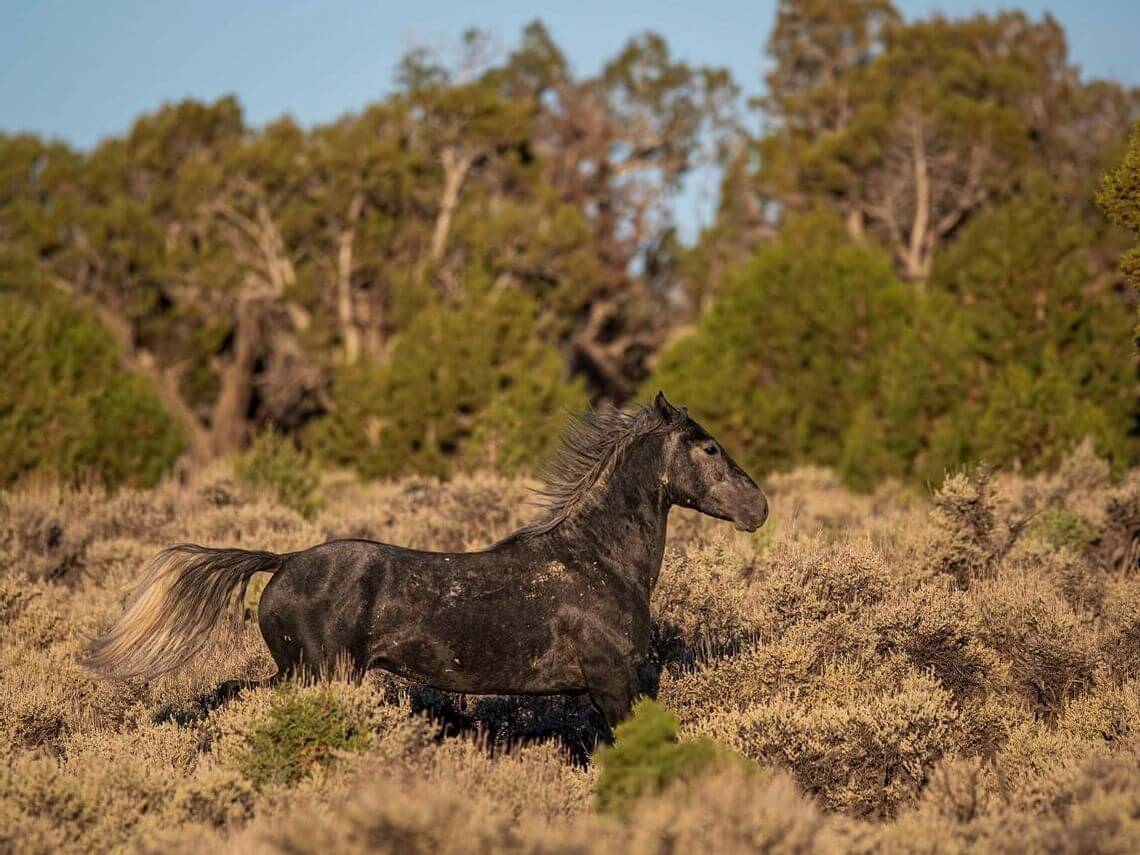 A dark horse with a flowing mane gallops through a grassy field, venturing off the beaten path. Bushes and trees fill the background under a clear blue sky.